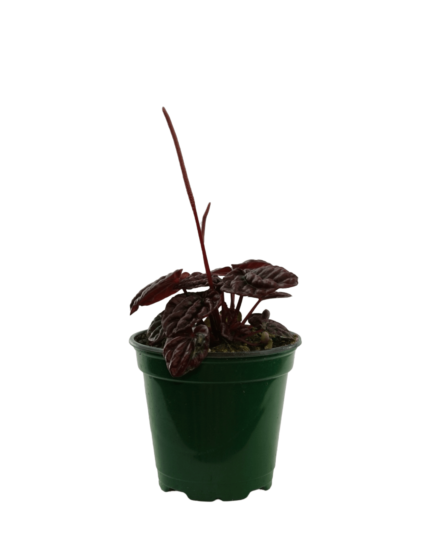 Peperomia 'Raisinet' - The Garden Corner