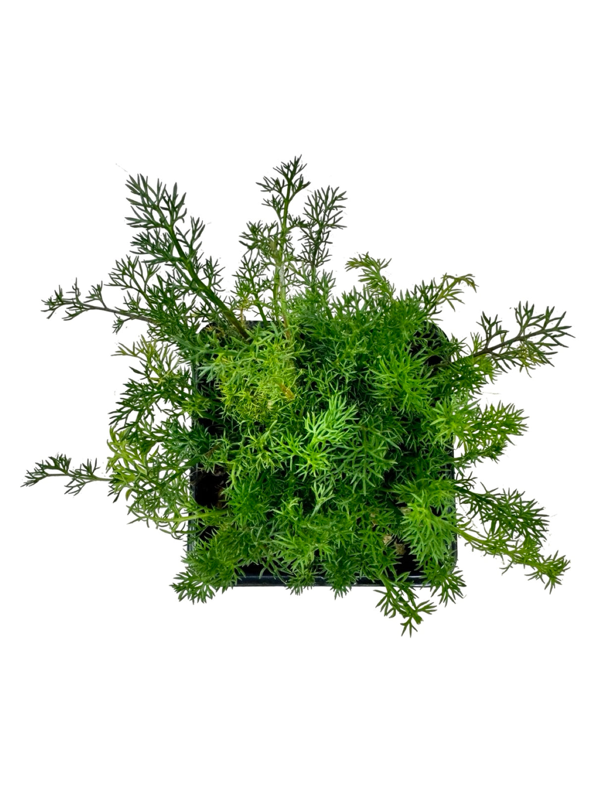 German Chamomile - Herbs and Vegetables