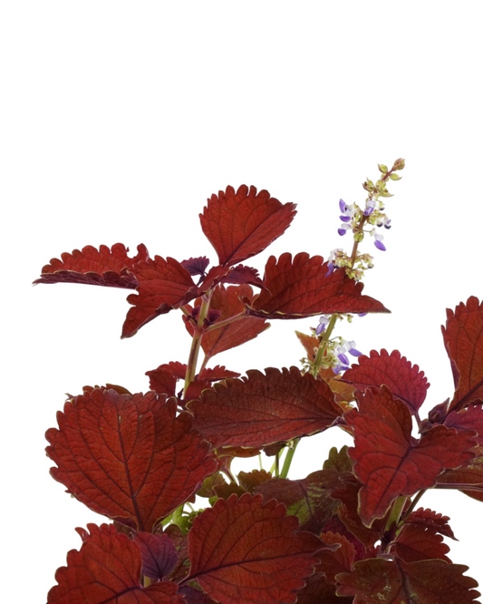 Coleus 'Wall Street' - Annuals