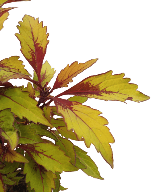 Coleus 'Flame Thrower Spiced Curry' - The Garden Corner