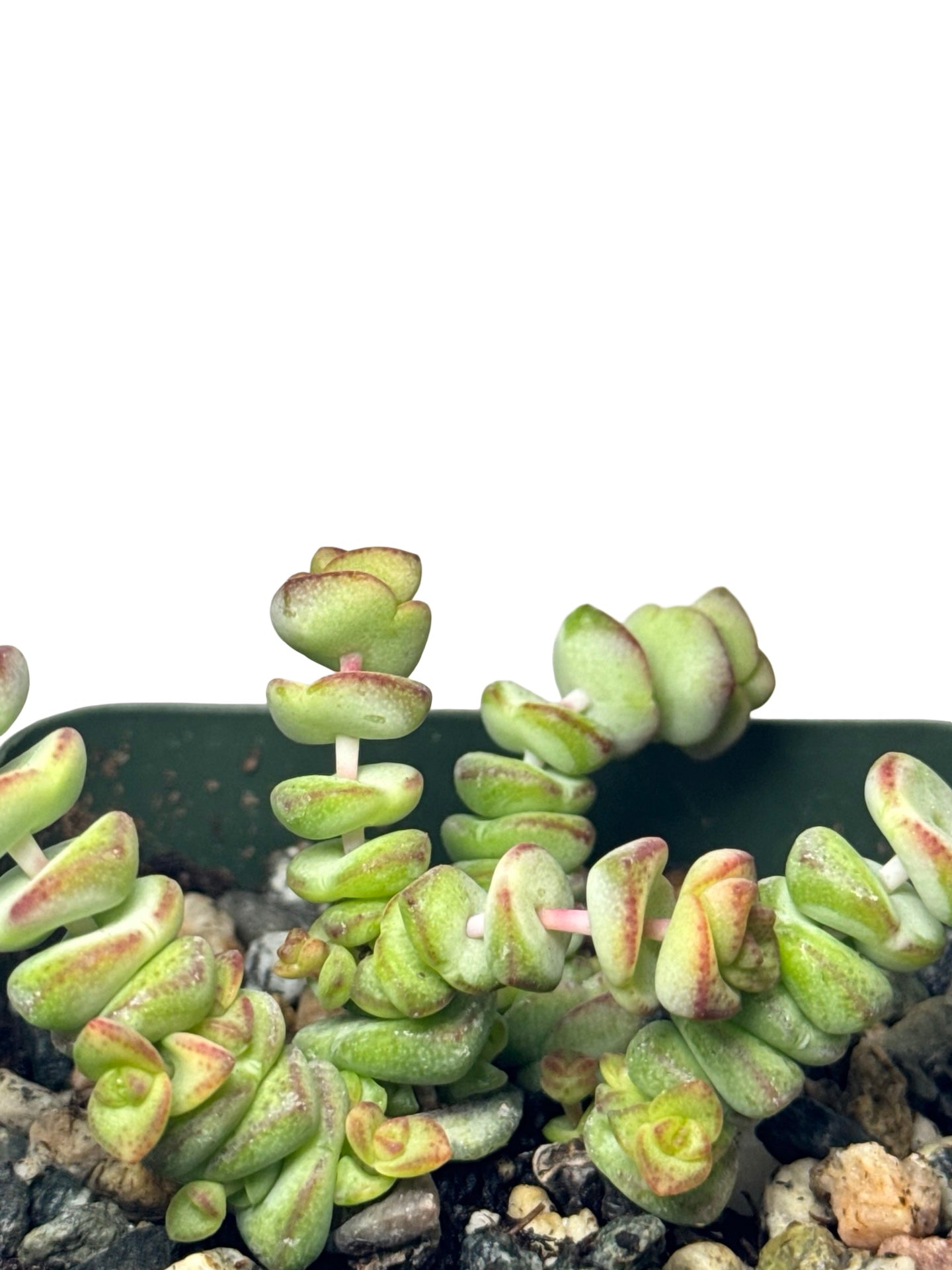 Crassula marnieriana - House Plants