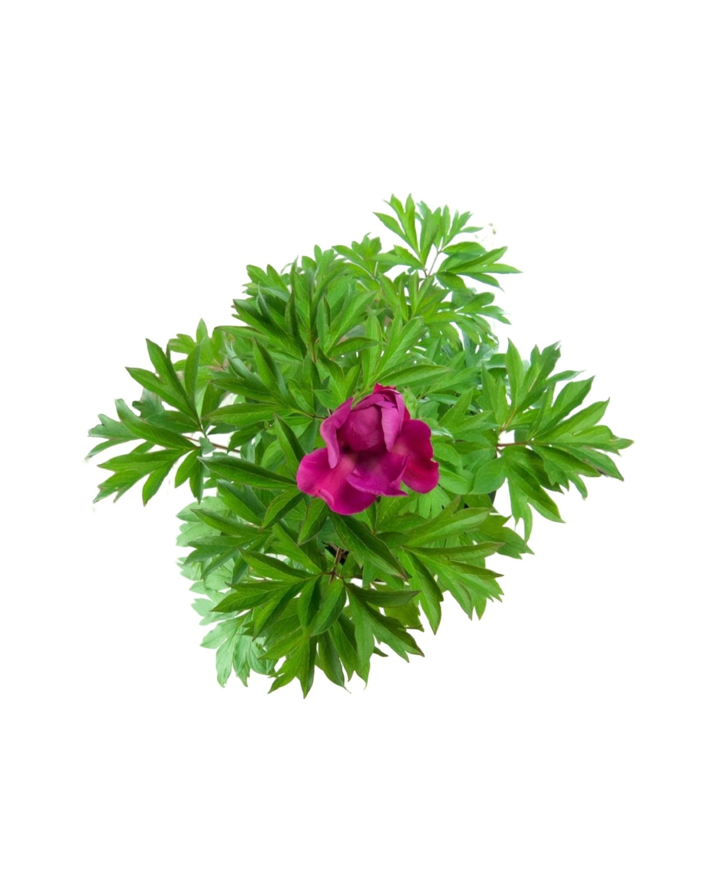 Paeonia x 'Gordon E Simonson' - The Garden Corner