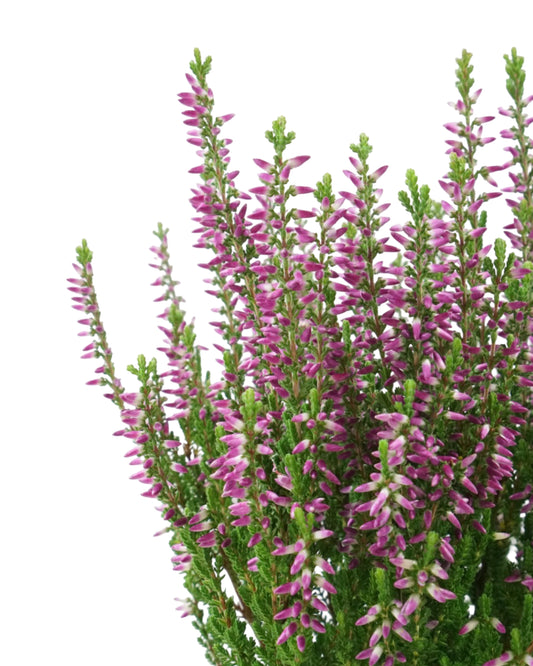 Calluna vulgaris 'Linda'
