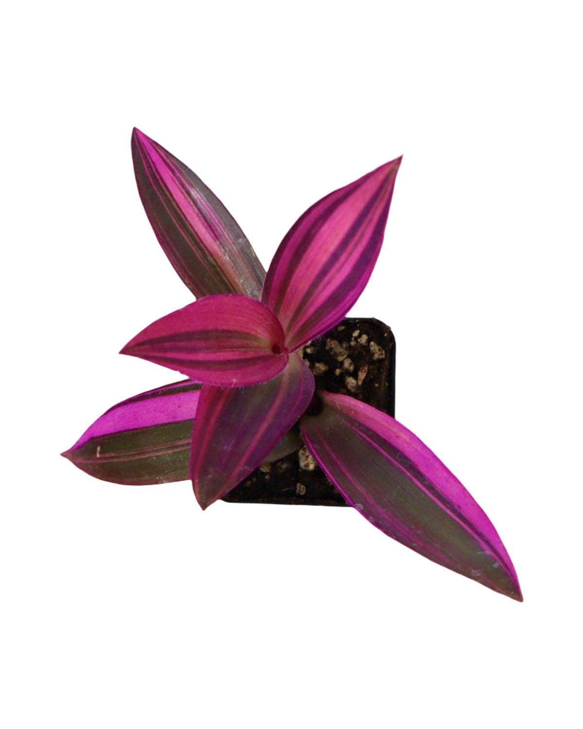 Tradescantia Assorted - House Plants