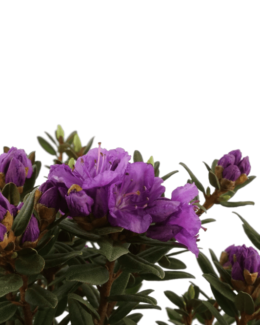 Rhododendron 'Ramapo' - The Garden Corner