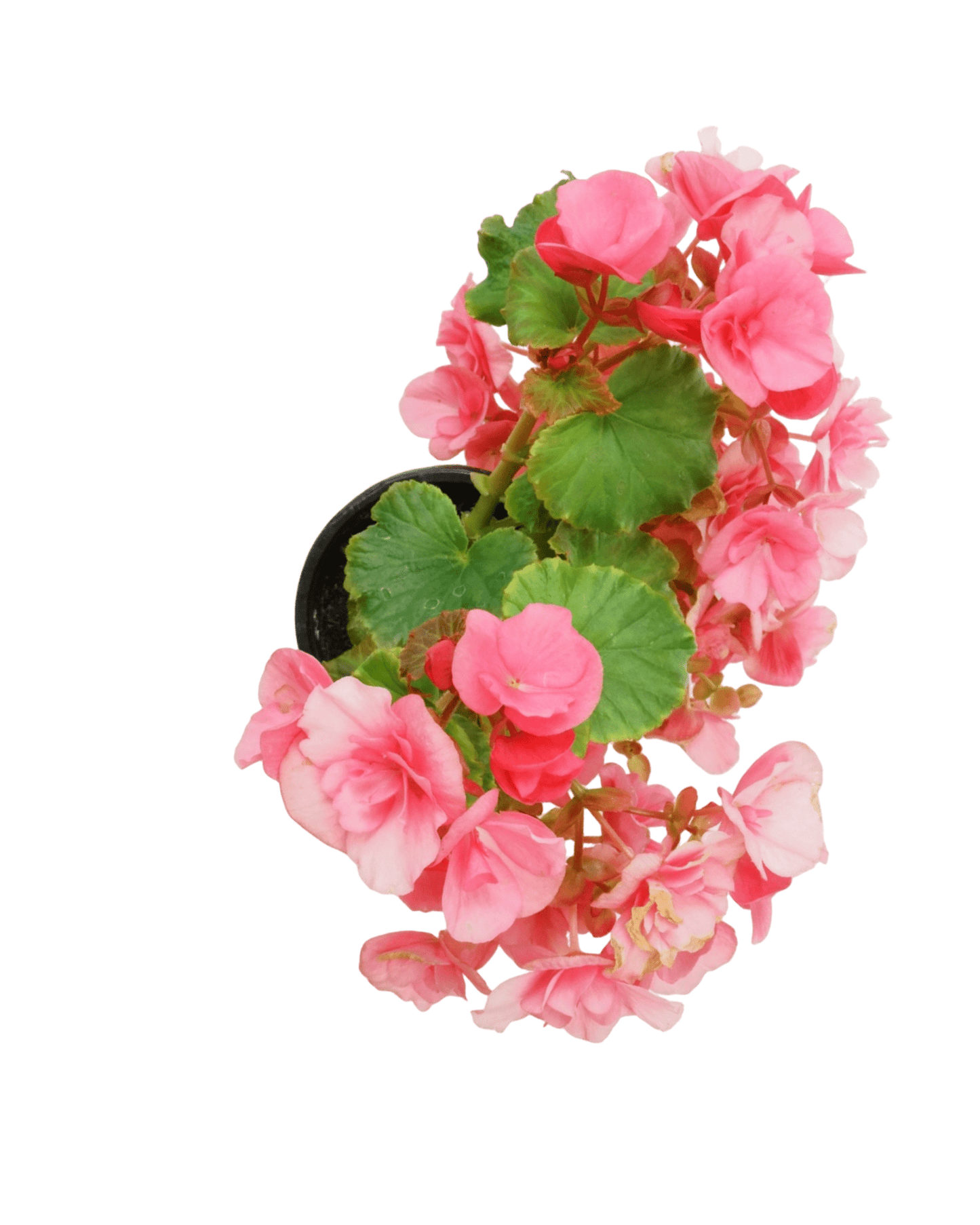 Solar Begonia - The Garden Corner
