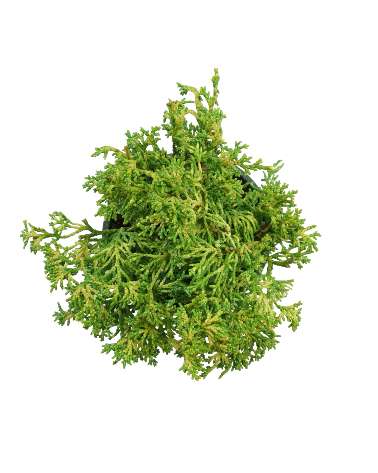 Chamaecyparis obtusa 'Mariesii'