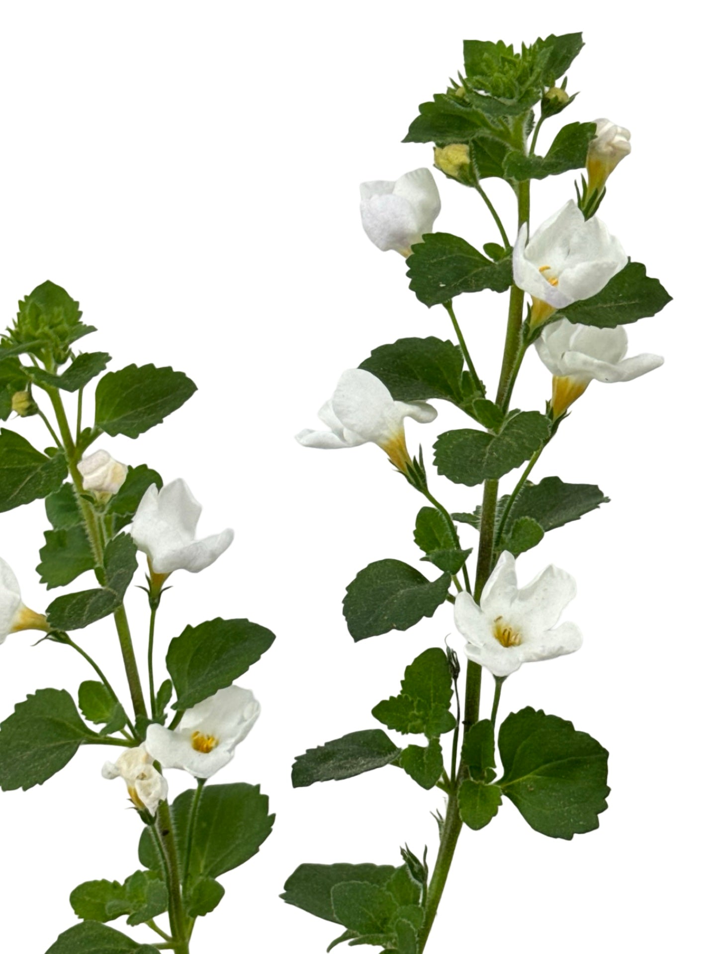 Bacopa Big Falls™ White - Annuals