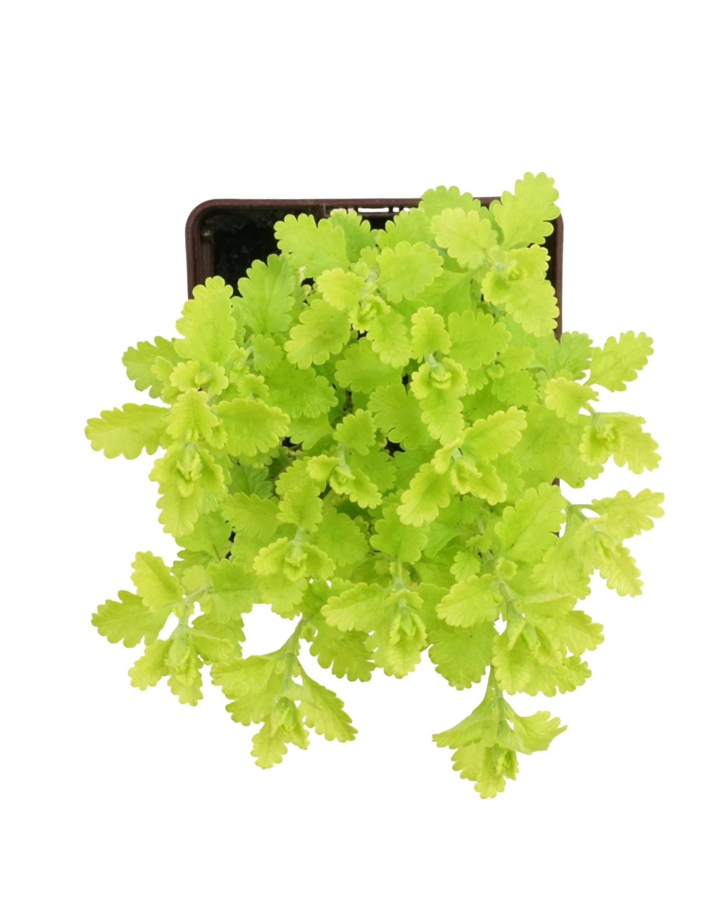 Teucrium chamaedrys 'Summer Sunshine' - The Garden Corner