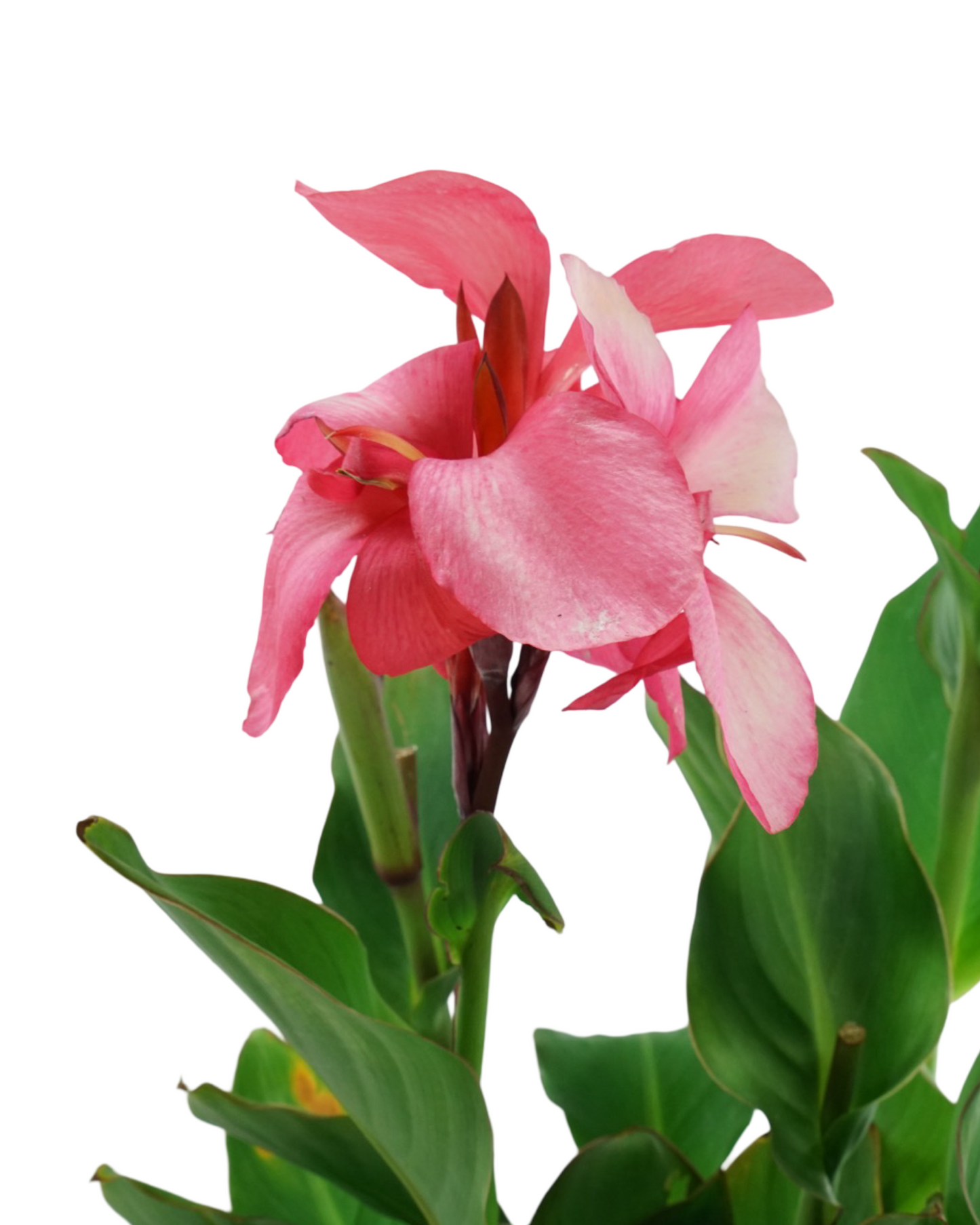 Canna 'Cannova Rose'