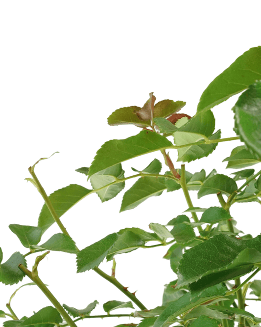 Rosa Nitty Gritty® 'Peach' - The Garden Corner