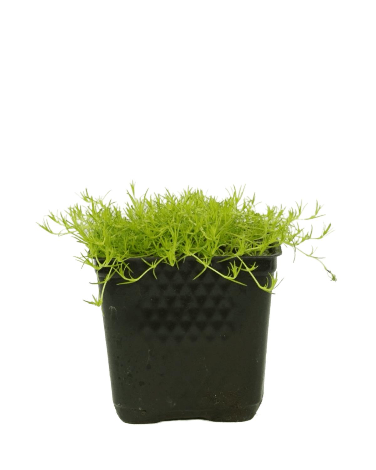 Sagina subulata 'Aurea' - Groundcovers