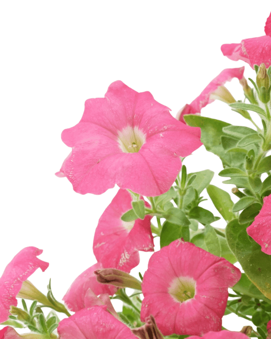 Petunia 'Supertunia Bermuda Beach' - The Garden Corner