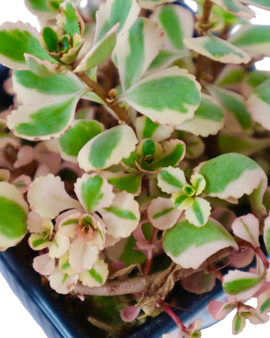 Sedum spurium 'What a Doozie' - Groundcovers