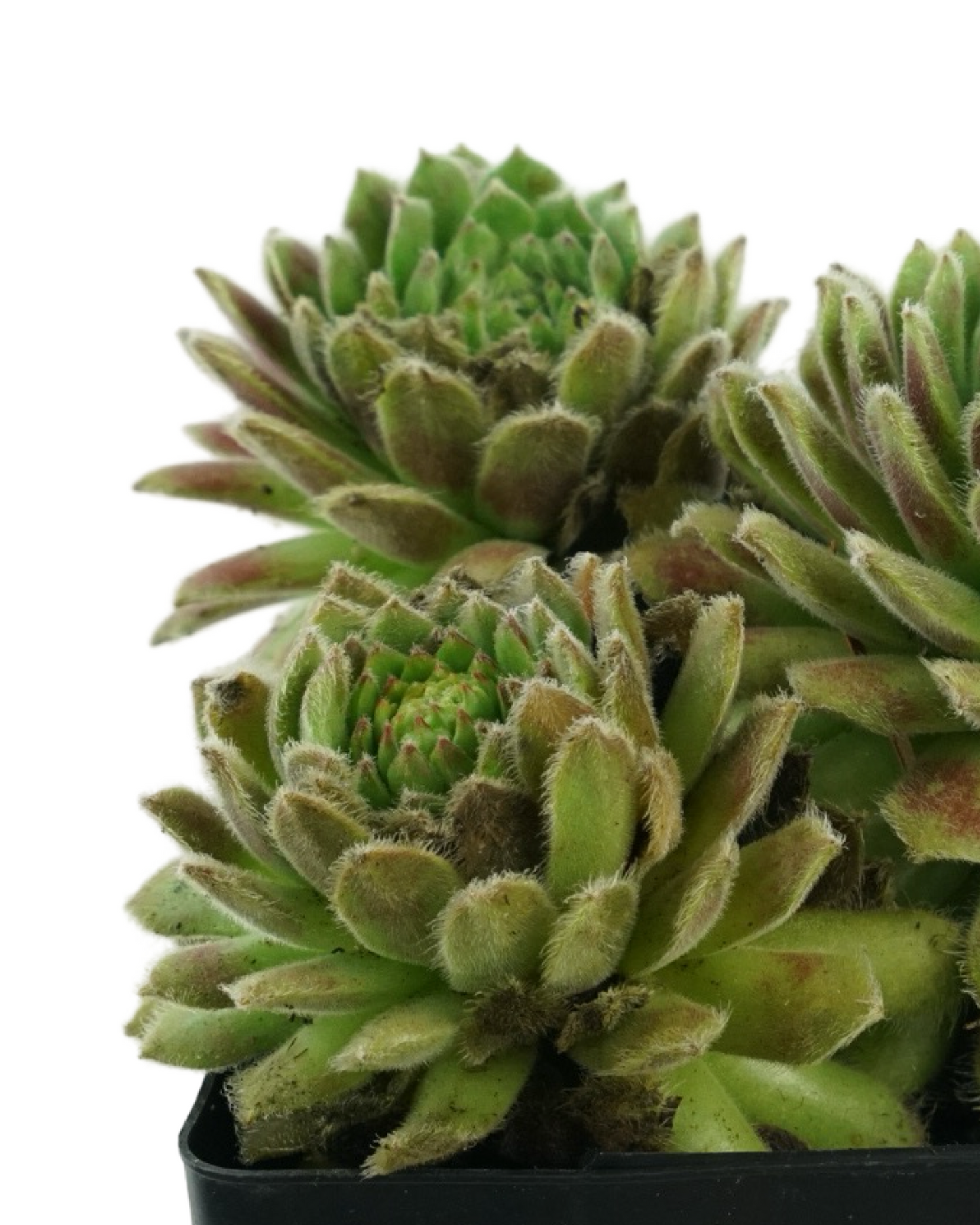 Sempervivum 'Chick Charm Sugar Shimmer'