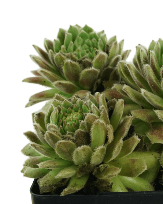 Sempervivum 'Chick Charm Sugar Shimmer' - The Garden Corner