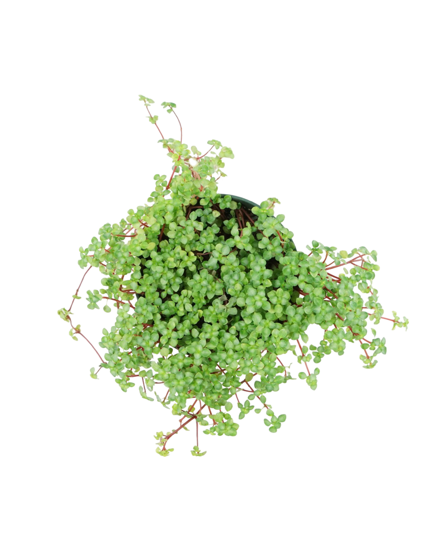 Pilea glauca 'Aquamarine'