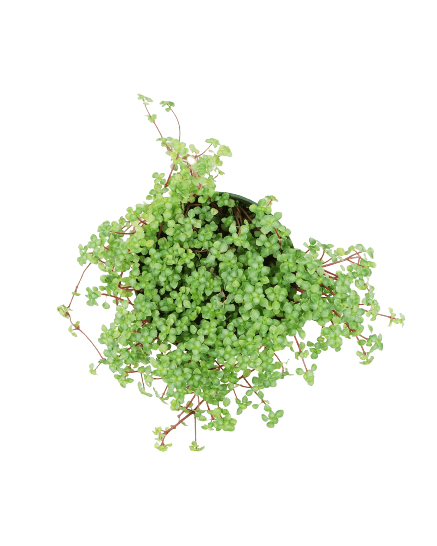 Pilea glauca 'Aquamarine' - The Garden Corner