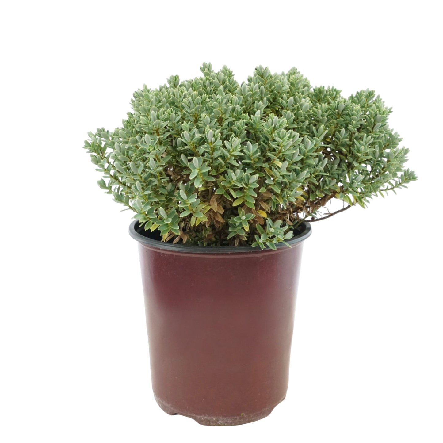 Hebe pinguifolia 'Sutherlandii'