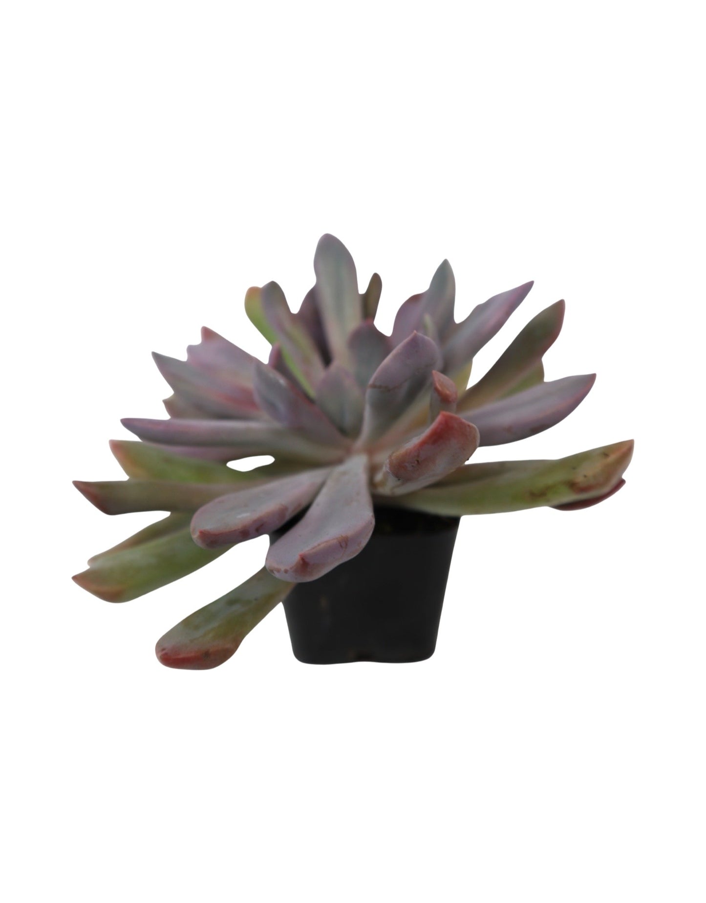 Echeveria runyonii 'Rose' - Tropical Plants