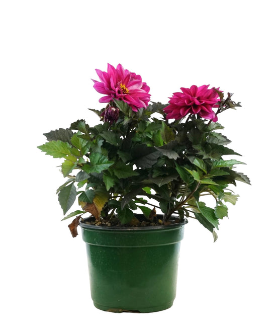 Dahlia 'City Lights™' - The Garden Corner