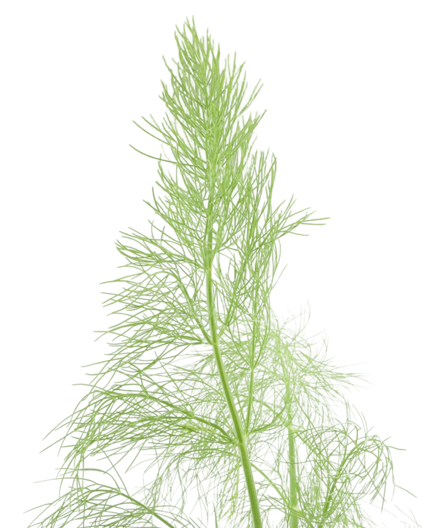 Fennel 4 Inch - The Garden Corner