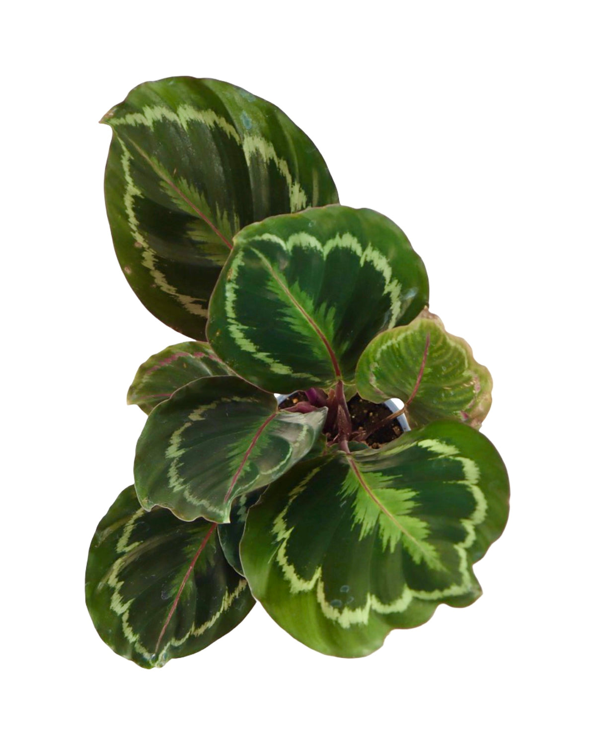 Calathea veitchiona - House Plants