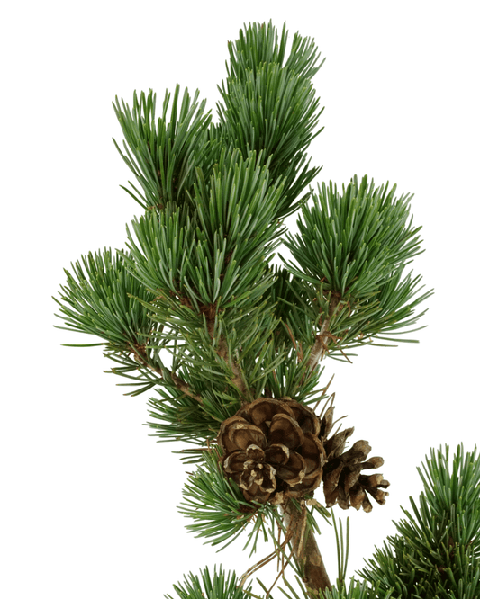Pinus parviflora 'Aoi' - Trees