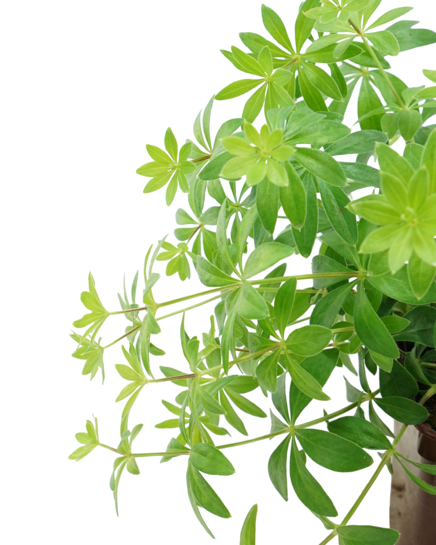 Galium odoratum