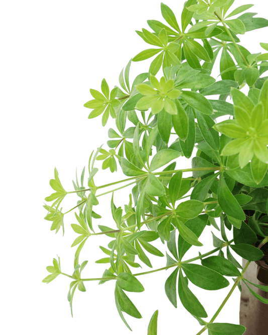 Galium odoratum - The Garden Corner