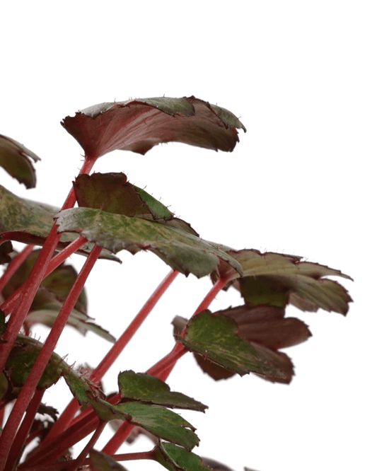 Saxifraga cortusifolia Dancing Pixies® 'Talea' - The Garden Corner
