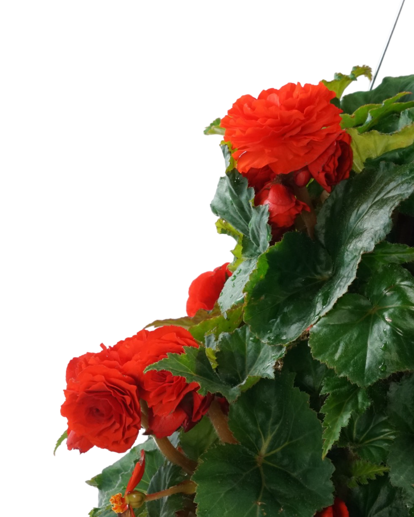 Moss Basket Nonstop Begonia