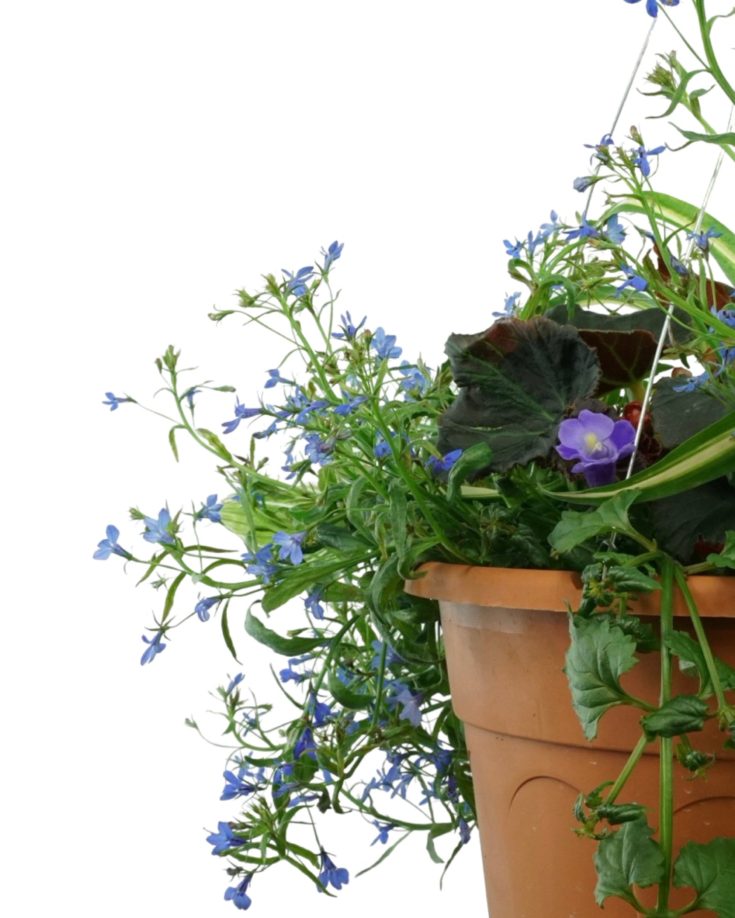 Basic Basket - Annuals