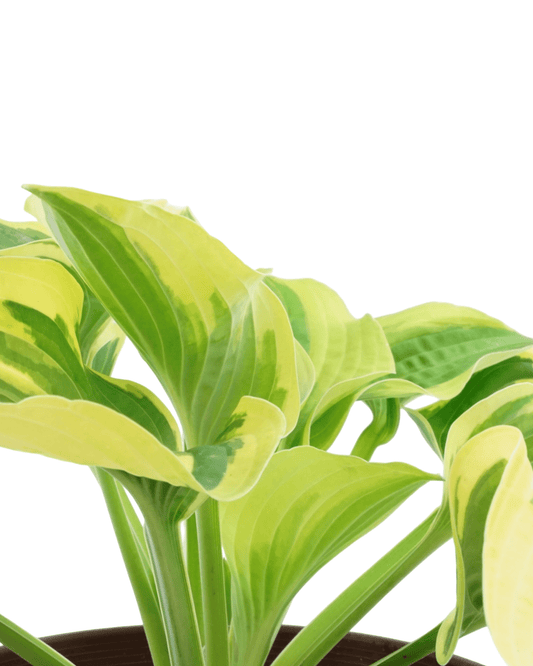 Hosta 'Wide Brim' - The Garden Corner