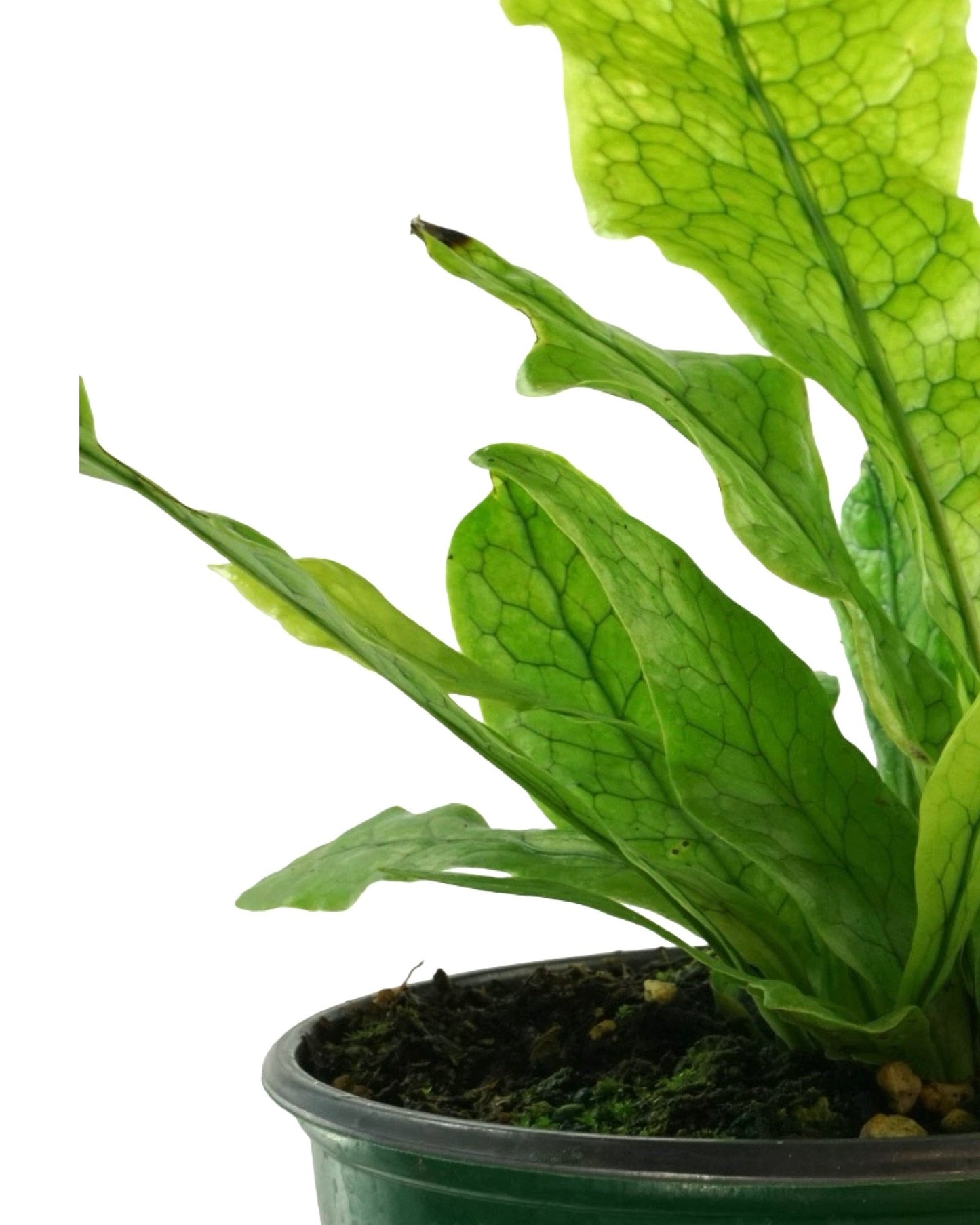 Microsorum musifolium - The Garden Corner