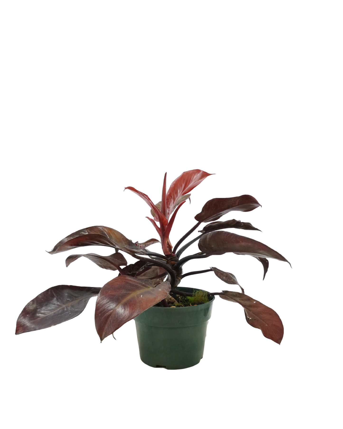 Philodendron 'McColley's Finale'