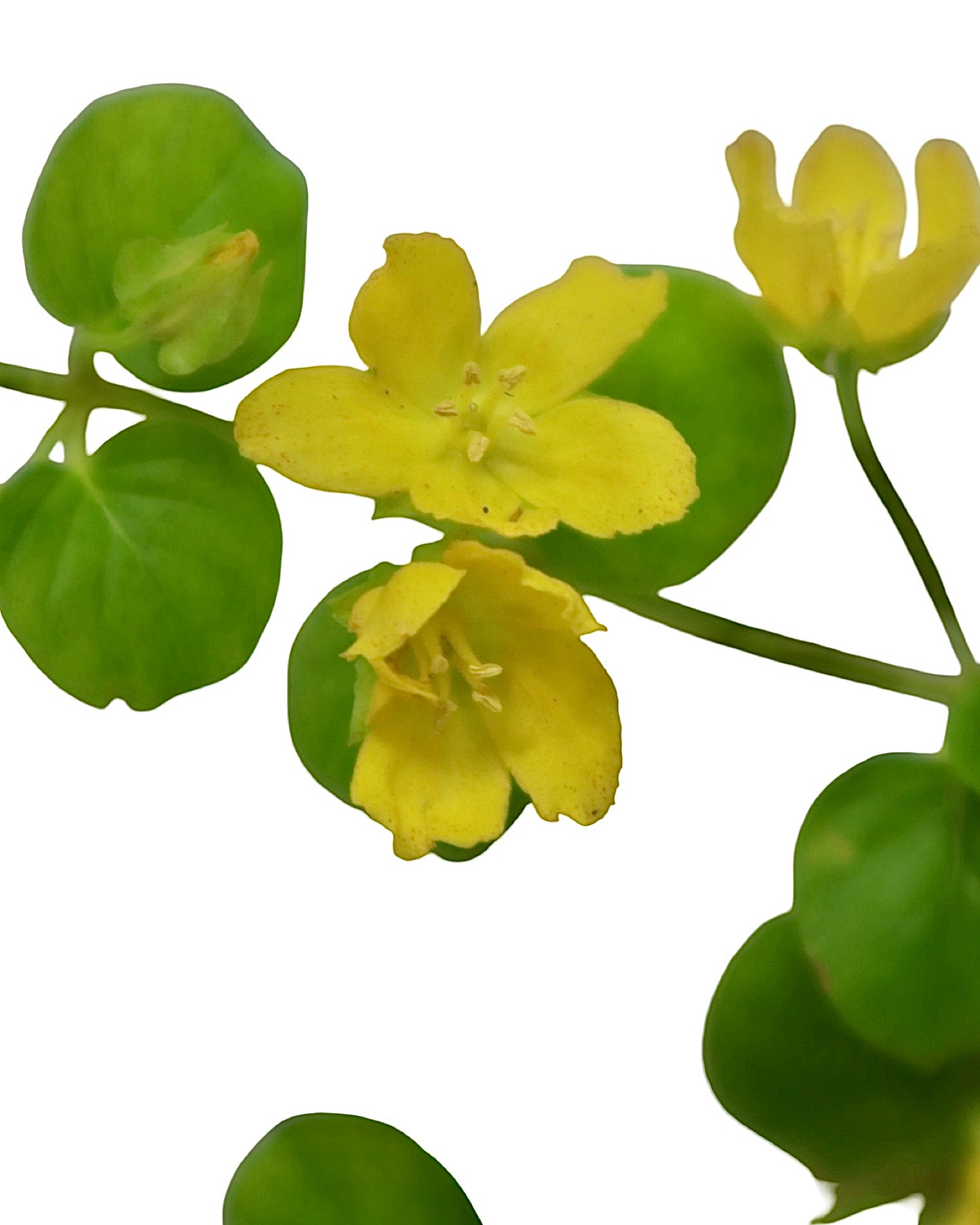 Lysimachia 'Green' - Perennials