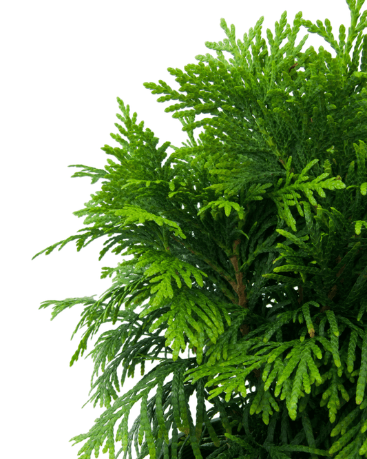 Thuja plicata 'Gruene Kugel' - The Garden Corner
