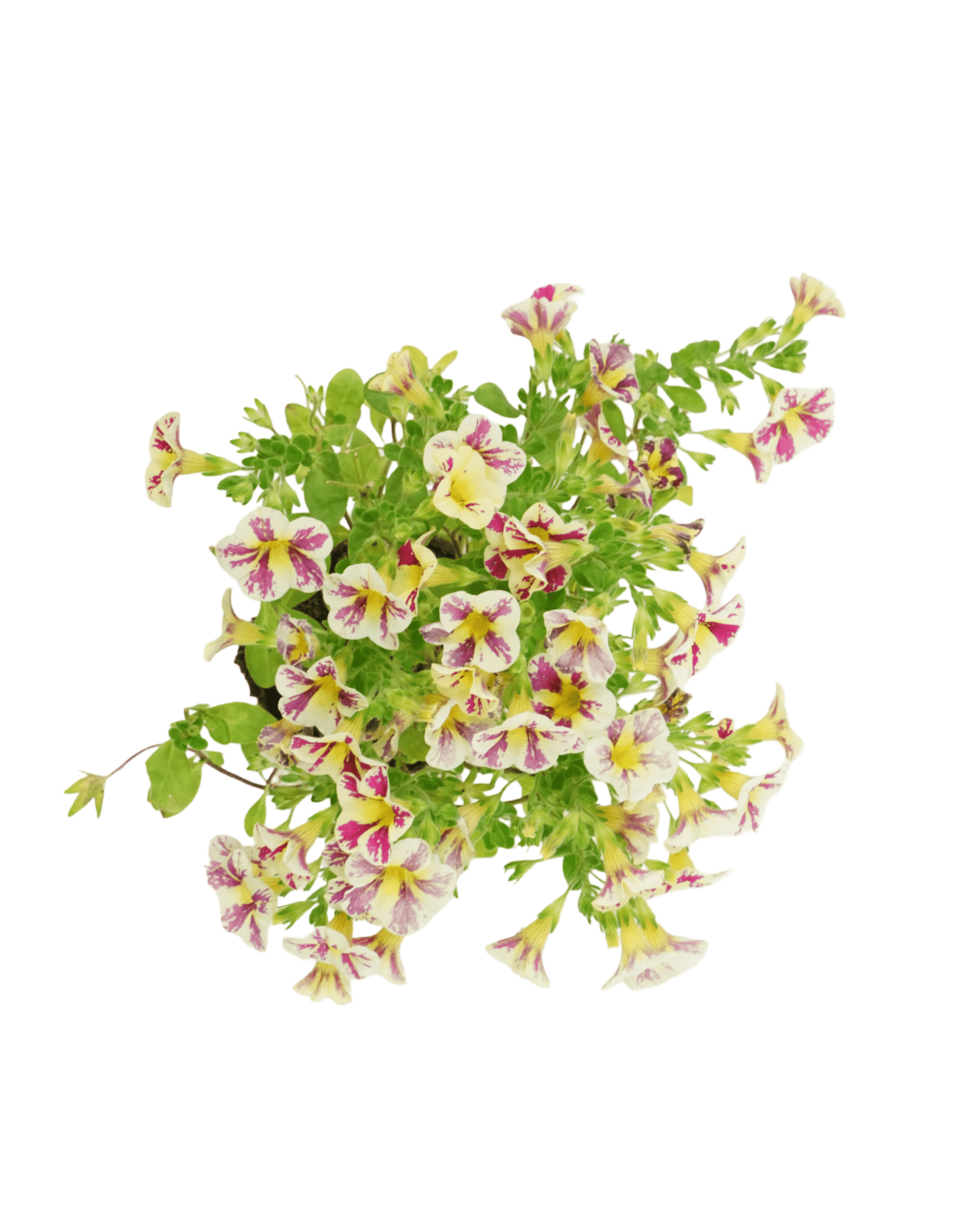 Calibrachoa 'Holy Moly' - The Garden Corner