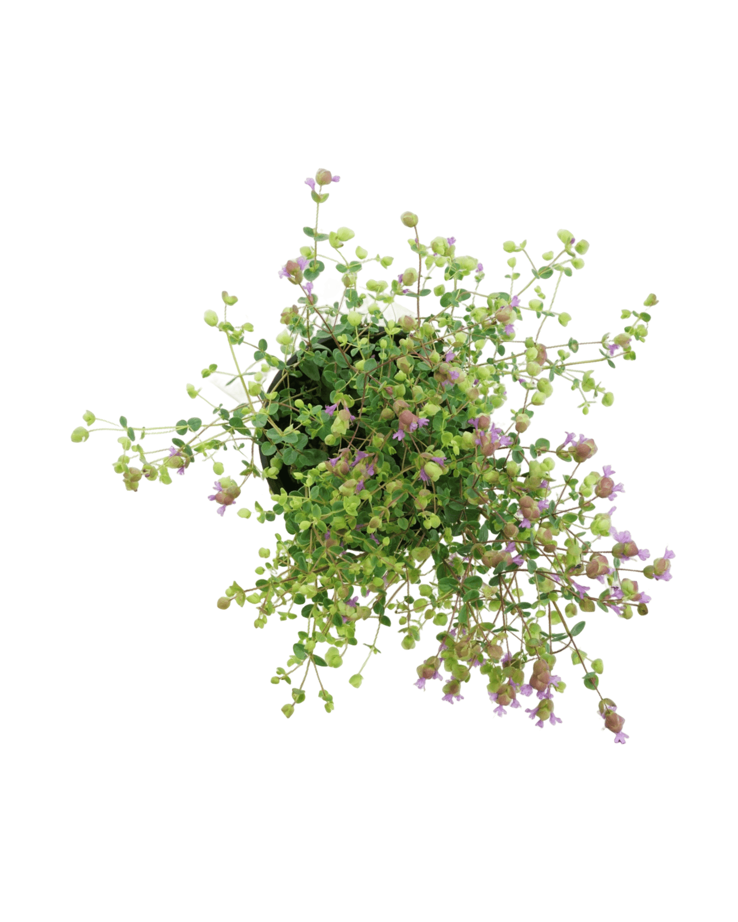 Origanum 'Amethyst Falls' - The Garden Corner