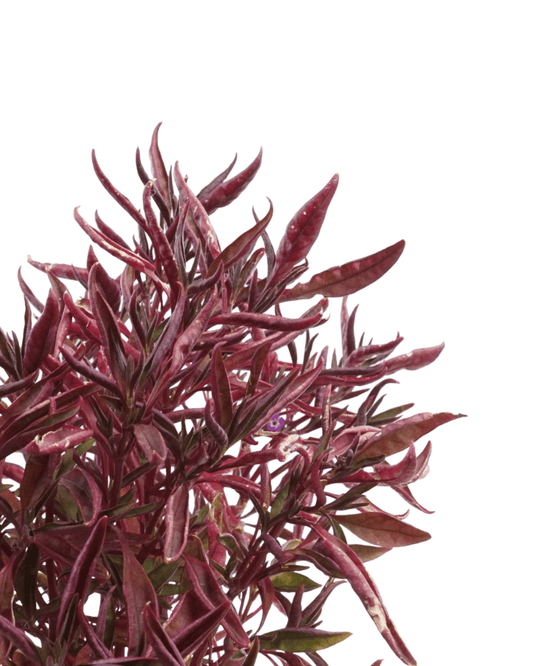 Alternanthera 'Red Threads' - The Garden Corner