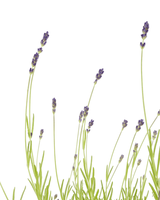 Lavandula 'SuperBlue' - The Garden Corner