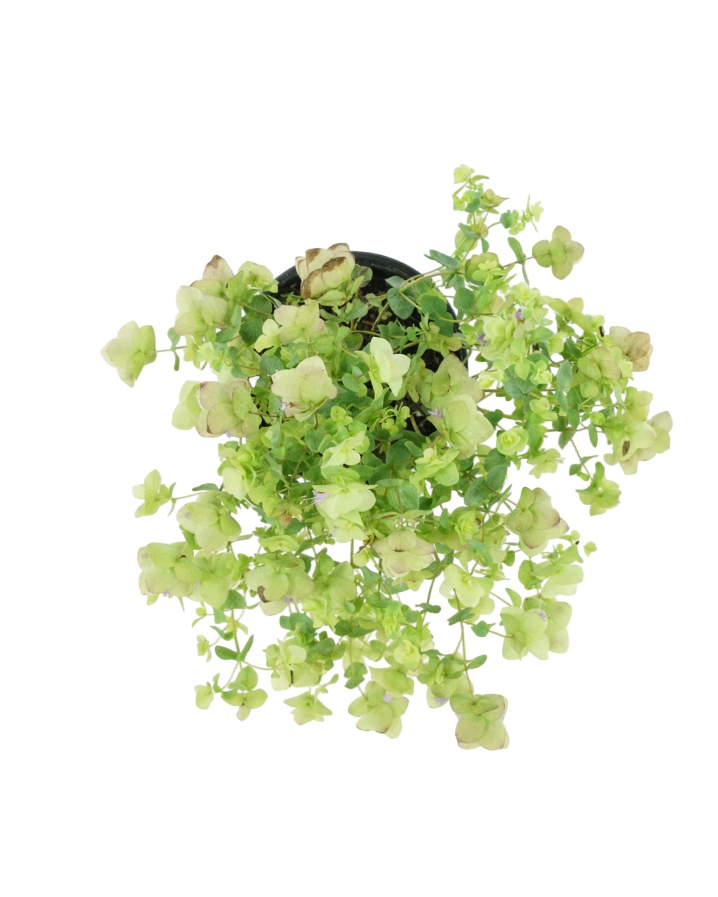 Origanum rotundifolium 'Kent Beauty'