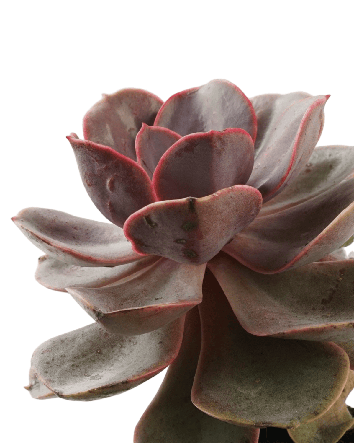 Echeveria 'Red Sky' - House Plants