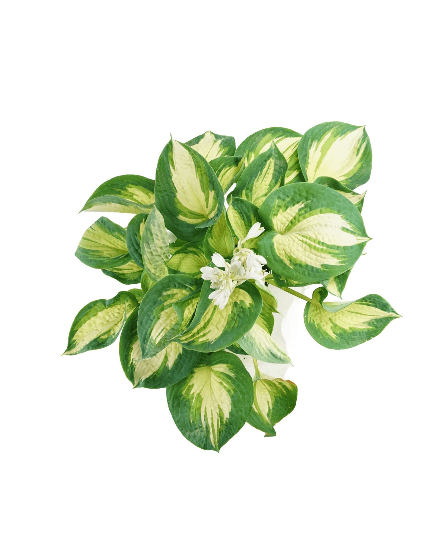 Hosta 'Great Expectations' - The Garden Corner
