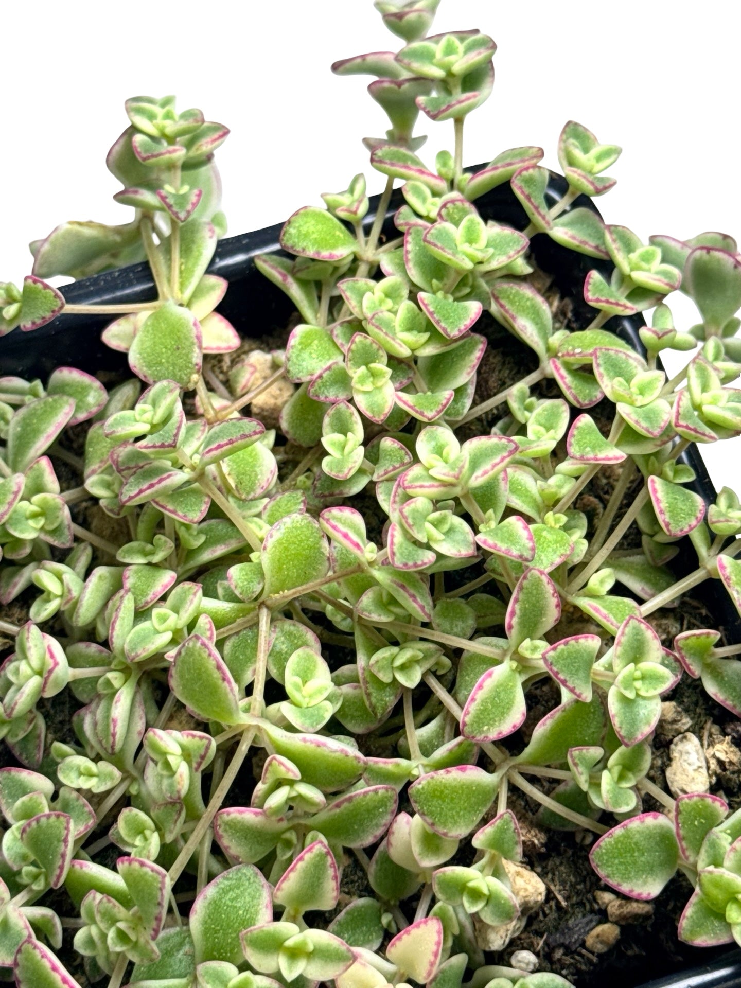 Sedum 'Little Shimmer' - Groundcovers