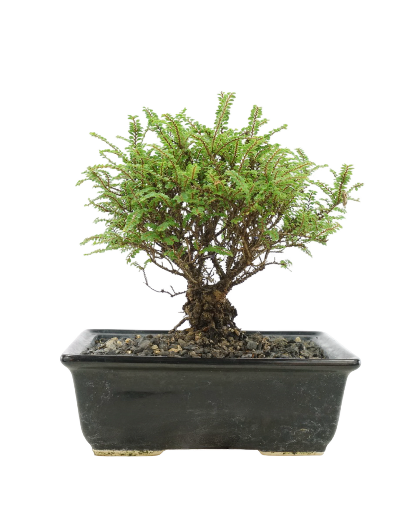 Ulmus parvifolia 'Hokkaido' 8 Inch Ceramic