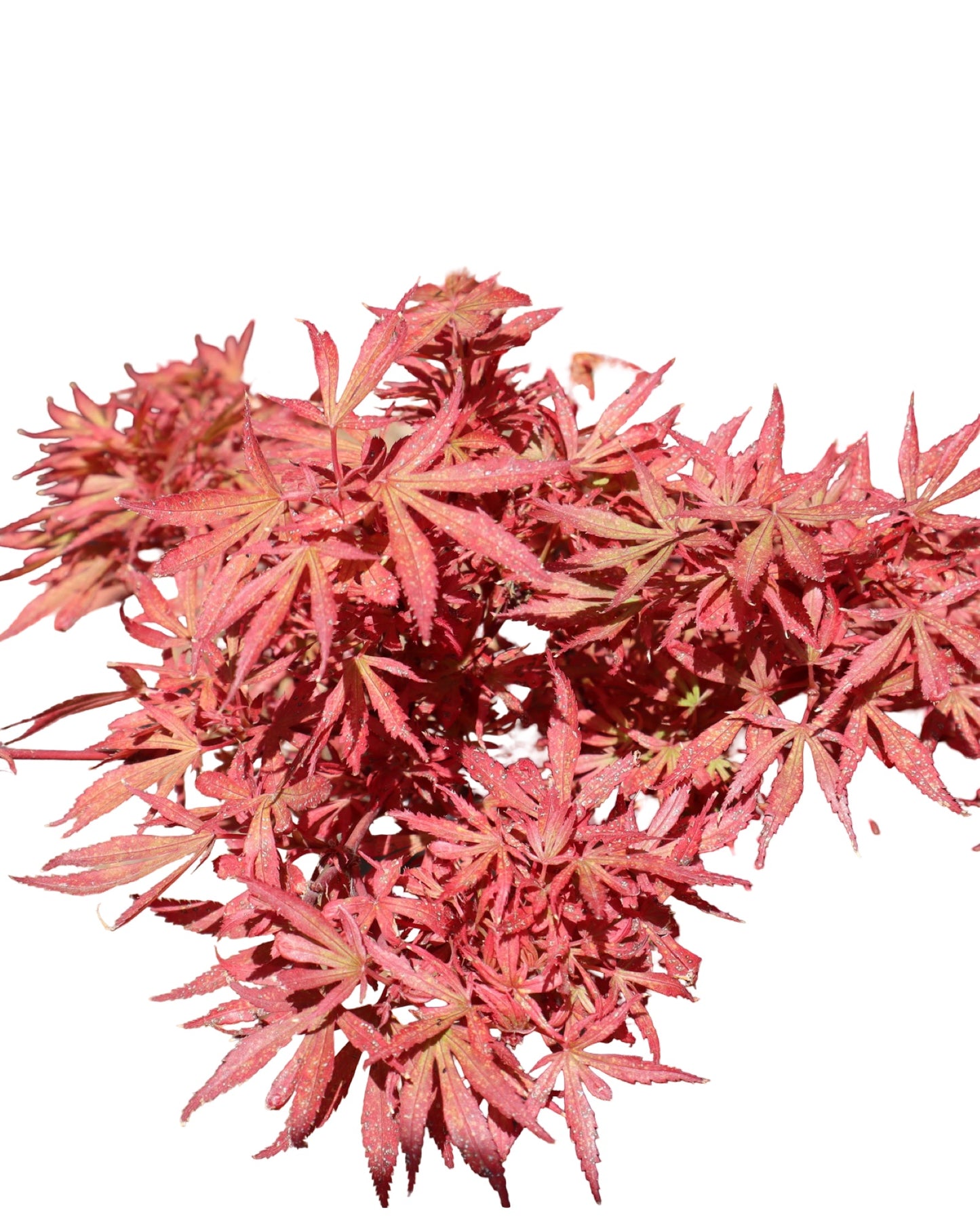 Acer p. 'Shaina' 10 Gallon - Trees