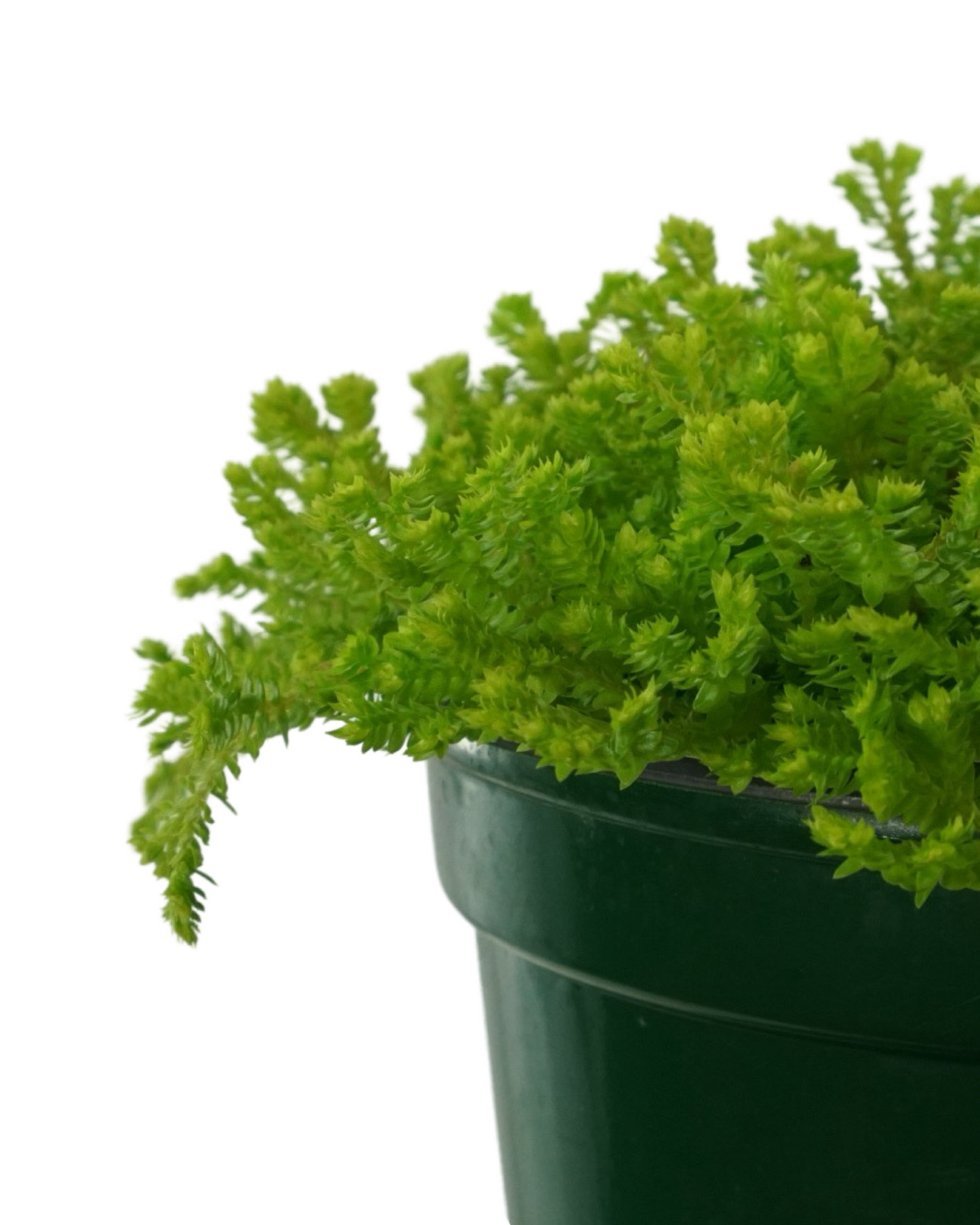 Selaginella kraussiana ‘Aurea’
