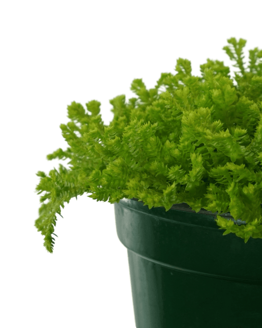 Selaginella kraussiana ‘Aurea’ - The Garden Corner